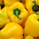 100 Seeds CANARY BELL PEPPER Sweet Yellow Capsicum Annuum Vegetable (Seeds)