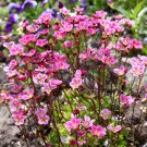50 Seeds ROSE ROBE SAXIFRAGA Saxifraga Arendsii Mossy Rockfoil Flower (Seeds)