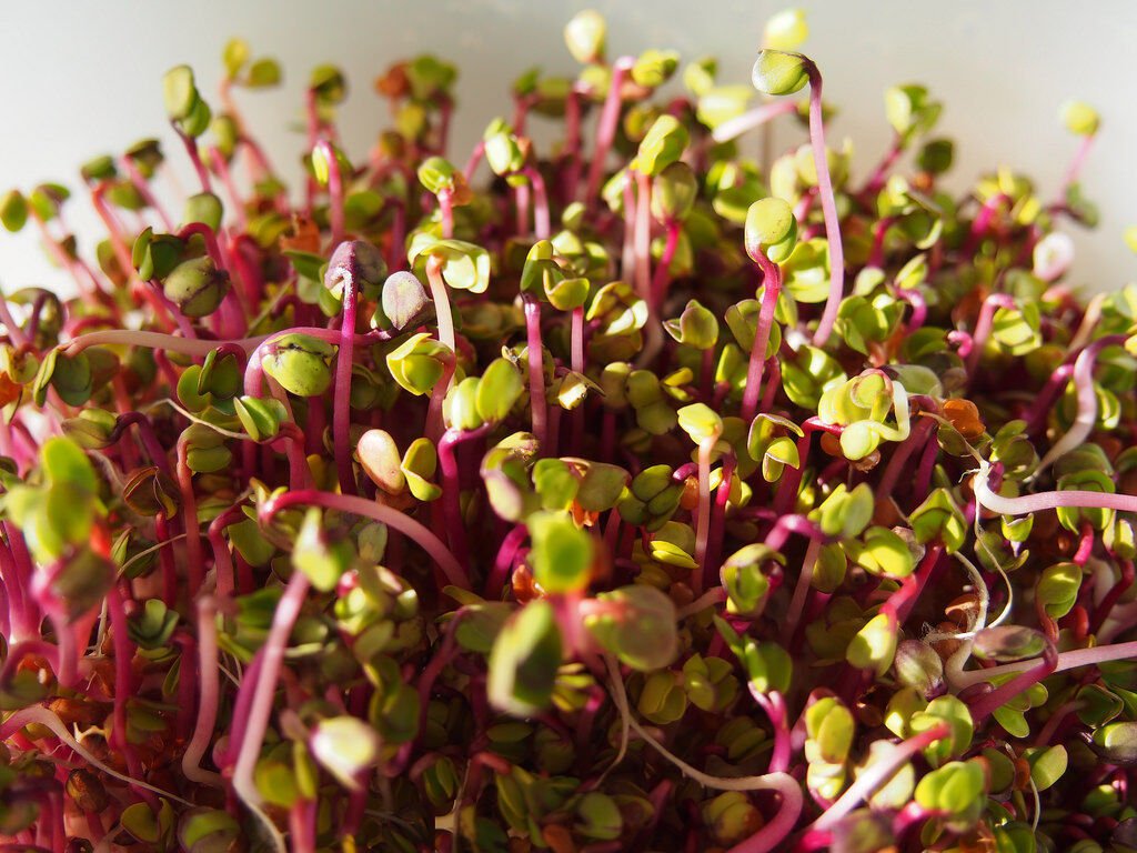 250 Seeds RED ARROW SPROUTING RADISH MiniGreen Daikon Raphanus Sativus Vegetable (Seeds)