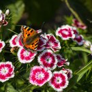 50 Seeds HOLBORN GLORY DIANTHUS Barbatus Red & White Flower (Seeds)