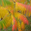 30 Seeds FLAMELEAF SUMAC TREE Shining Dwarf Winged Rhus Schmaltzia Copallina (Seeds) 30 Seeds FLAMELEAF SUMAC TREE Shining Dwarf Winged Rhus Schmaltzia Copallina (Seeds)