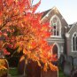 30 Seeds FLAMELEAF SUMAC TREE Shining Dwarf Winged Rhus Schmaltzia Copallina (Seeds)