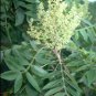 30 Seeds FLAMELEAF SUMAC TREE Shining Dwarf Winged Rhus Schmaltzia Copallina (Seeds)