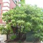 30 Seeds FLAMELEAF SUMAC TREE Shining Dwarf Winged Rhus Schmaltzia Copallina (Seeds)