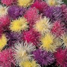50 Seeds MIXED OSTRICH PLUME ASTER Feather Spider Callistephus Chinensis Flower (Seeds)