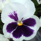 50 Seeds WHITE & PURPLE PANSY VIOLA Violet Flower (Seeds)
