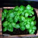 1500 Seeds SWEET BASIL Ocimum Basilicum Herb White Flower (Seeds)