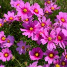 300 Seeds GLORIA COSMOS Bipinnatus 2 Tone Pink Flower (Seeds)