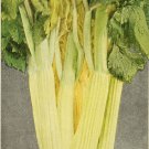 1000 Seeds GOLDEN SELF-BLANCHING CELERY Burpee Dwarf Apium Graveolens Vegetable (Seeds)