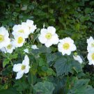 5 Seeds MADONNA ANEMONE Sylvestris White & Yellow Flower (Seeds)