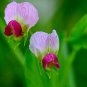 50 Seeds AUSTRIAN WINTER PEA Caley Flower Pisum Sativum Ground Cover Crop Legume (Seeds)