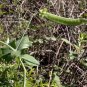 50 Seeds AUSTRIAN WINTER PEA Caley Flower Pisum Sativum Ground Cover Crop Legume (Seeds)