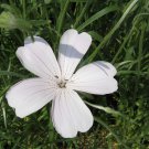 50 Seeds BIANCA WHITE CORN COCKLE Agrostemma Githago Flower (Seeds)