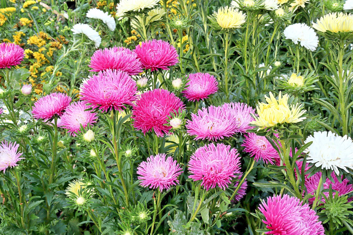 30 Seeds ROSE PINK NEEDLE ASTER Callistephus Chinensis Unicom Flower (Seeds)