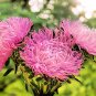 30 Seeds ROSE PINK NEEDLE ASTER Callistephus Chinensis Unicom Flower (Seeds)
