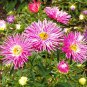 30 Seeds ROSE PINK NEEDLE ASTER Callistephus Chinensis Unicom Flower (Seeds)