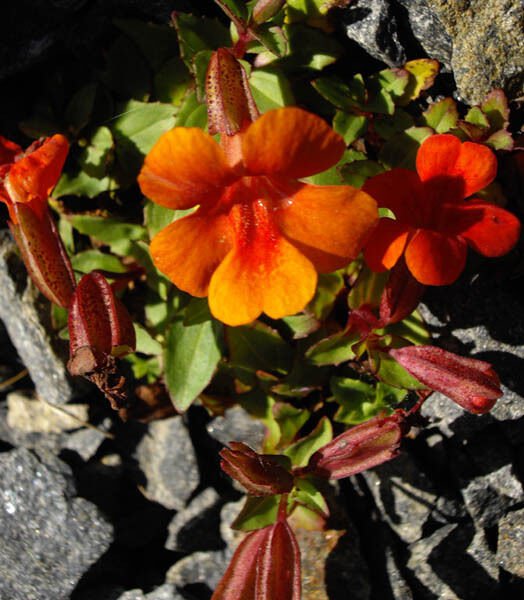 100 Seeds Twinkle ORANGE MONKEY FLOWER Mimulus (Seeds)