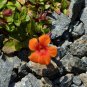 100 Seeds Twinkle ORANGE MONKEY FLOWER Mimulus (Seeds)