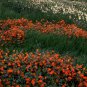 100 Seeds Twinkle ORANGE MONKEY FLOWER Mimulus (Seeds)