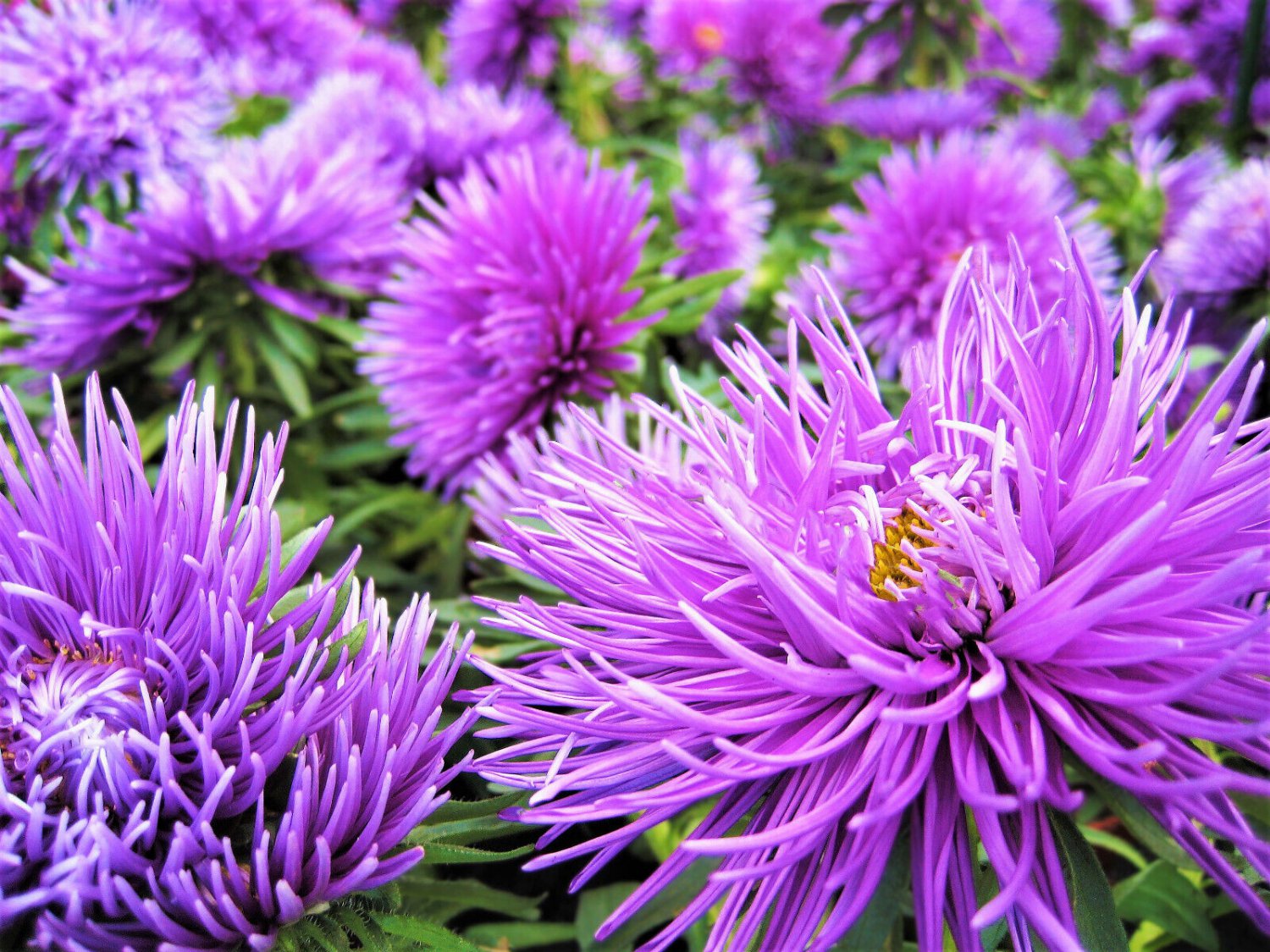 30 Seeds VIOLET PURPLE NEEDLE ASTER Callistephus Chinensis Unicom Flower (Seeds)
