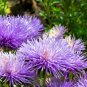 30 Seeds VIOLET PURPLE NEEDLE ASTER Callistephus Chinensis Unicom Flower (Seeds)