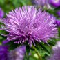 30 Seeds VIOLET PURPLE NEEDLE ASTER Callistephus Chinensis Unicom Flower (Seeds)