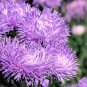30 Seeds VIOLET PURPLE NEEDLE ASTER Callistephus Chinensis Unicom Flower (Seeds)