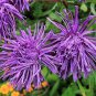 30 Seeds VIOLET PURPLE NEEDLE ASTER Callistephus Chinensis Unicom Flower (Seeds)