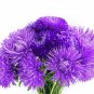 30 Seeds VIOLET PURPLE NEEDLE ASTER Callistephus Chinensis Unicom Flower (Seeds)