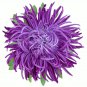 30 Seeds VIOLET PURPLE NEEDLE ASTER Callistephus Chinensis Unicom Flower (Seeds)