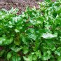 30 Seeds BURPEE'S GOLDEN BEET Beta Vulgaris Yellow Root Vegetable (Seeds)