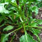 30 Seeds BURPEE'S GOLDEN BEET Beta Vulgaris Yellow Root Vegetable (Seeds)