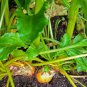 30 Seeds BURPEE'S GOLDEN BEET Beta Vulgaris Yellow Root Vegetable (Seeds)