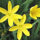 10 Seeds YELLOW EYED GRASS Ornamental Sisyrinchium Californicum Flower (Seeds)