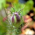 50 Seeds RED POD NIGELLA Damascena Love In A Mist aka Black Pod White Flower (Seeds)