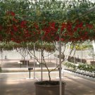 9500 Seeds Bulk ITALIAN TREE TOMATO 'Trip L Crop' (1 Ounce Seeds)