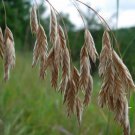 100 Seeds PRAIRIE BROME Arctic Brome Ornamental Grass Bromus Kalmii (Seeds)
