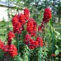 250 Seeds RUBY RED SNAPDRAGON Antirrhinum Majus Flower (Seeds)