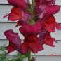 250 Seeds RUBY RED SNAPDRAGON Antirrhinum Majus Flower (Seeds)