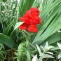 250 Seeds RUBY RED SNAPDRAGON Antirrhinum Majus Flower (Seeds)
