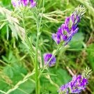 100 Seeds CIMARRON ALFALFA Medicago Sativa Ground Cover Forage Purple Flower (Seeds)