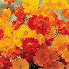 300 Seeds BRIGHT LIGHTS COSMOS MIX Mixed Colors Red Orange Yel Bipinnatus Flower (Seeds)