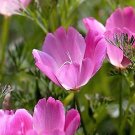 100 Seeds PURPLE GLEAM CALIFORNIA POPPY Eschscholzia Californica Flower (Seeds)