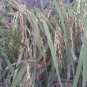 100 Seeds Long Grain BROWN WHITE RICE Oryza Sativa Vegetable (Seeds)