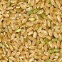 100 Seeds Long Grain BROWN WHITE RICE Oryza Sativa Vegetable (Seeds)