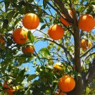20 Seeds TANGERINE Mandrin Orange Citrus Reticulata Fruit Tree (Seeds) 20 Seeds TANGERINE Mandrin Orange Citrus Reticulata Fruit Tree (Seeds)
