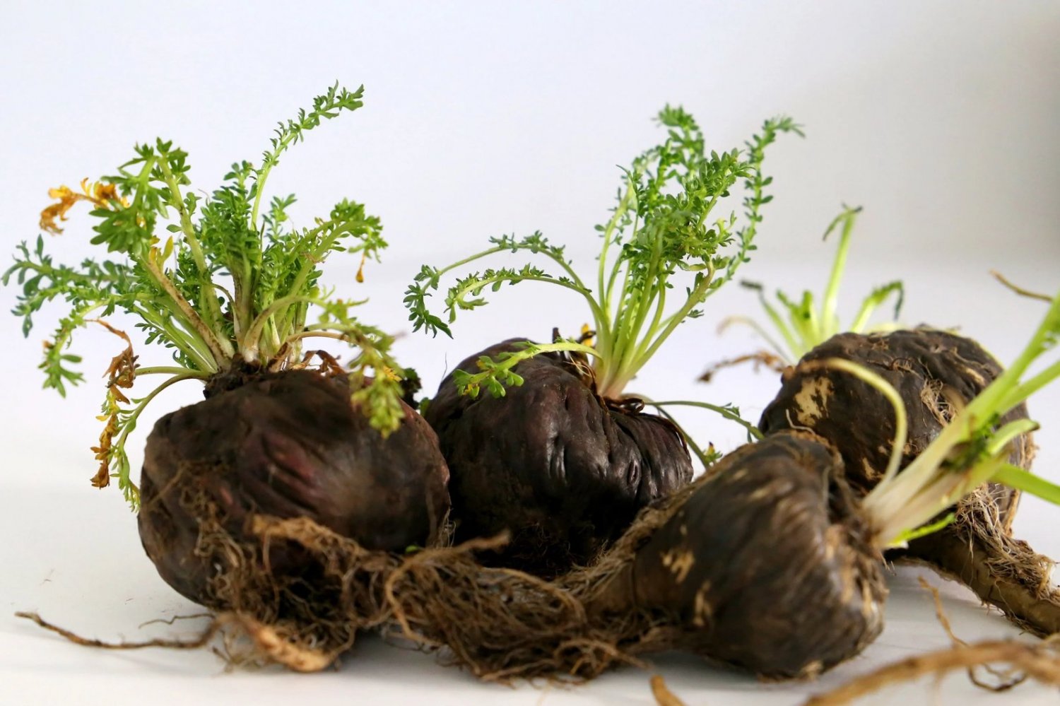 50 Seeds BLACK MACA Peruvian Ginseng Maka Lepidium Meyenii syn. Peruvianum Herb (Seeds)