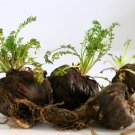 50 Seeds BLACK MACA Peruvian Ginseng Maka Lepidium Meyenii syn. Peruvianum Herb (Seeds) 50 Seeds BLACK MACA Peruvian Ginseng Maka Lepidium Meyenii syn. Peruvianum Herb (Seeds)