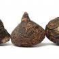 50 Seeds BLACK MACA Peruvian Ginseng Maka Lepidium Meyenii syn. Peruvianum Herb (Seeds)