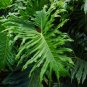 15 Seeds Lacy TREE PHILODENDRON Split Leaf Cut-leaf Selloum House Plant (Seeds)